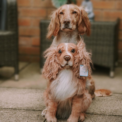 Petsies Forevers Original Stuffed Animal