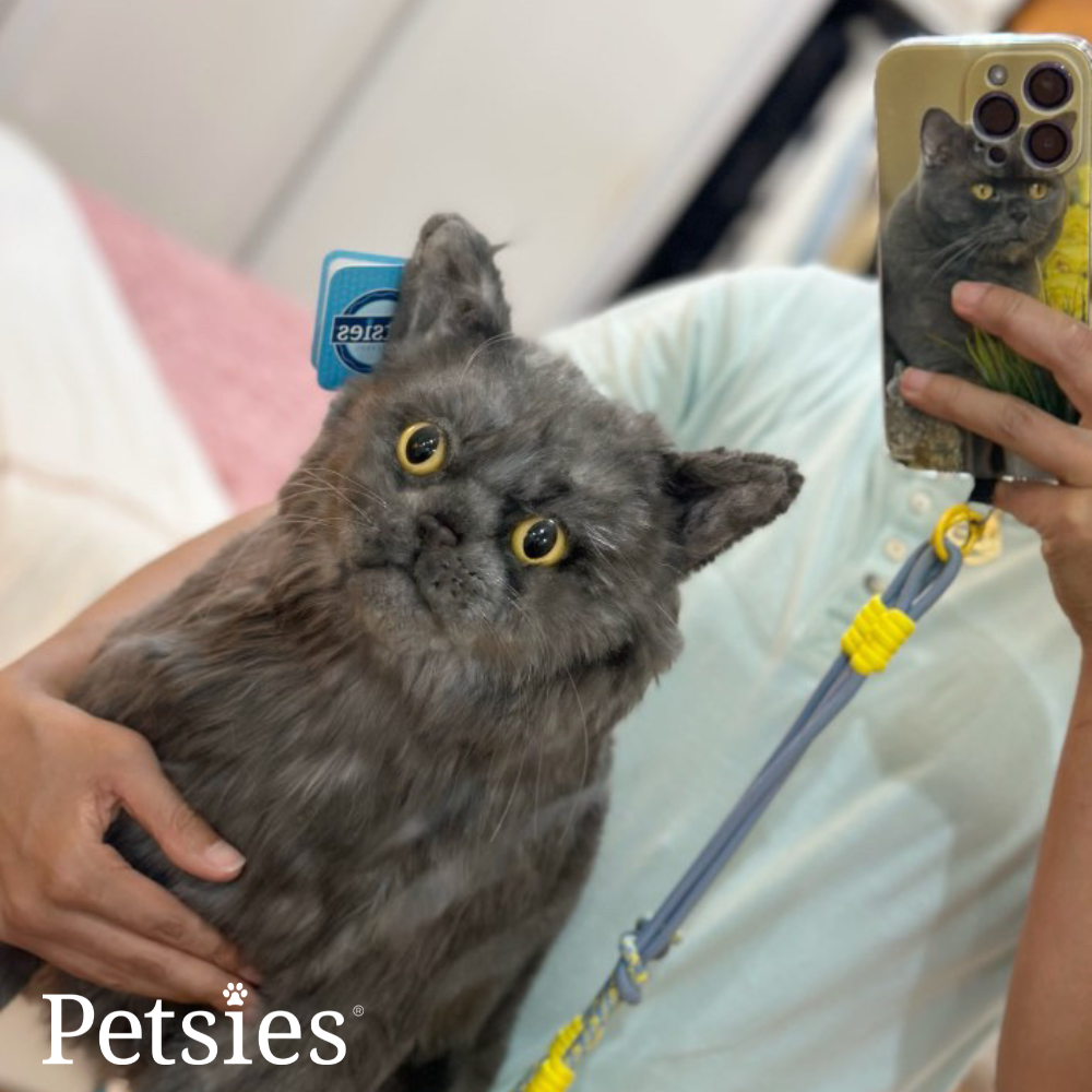 Petsies Forevers Comfort Stuffed Animal