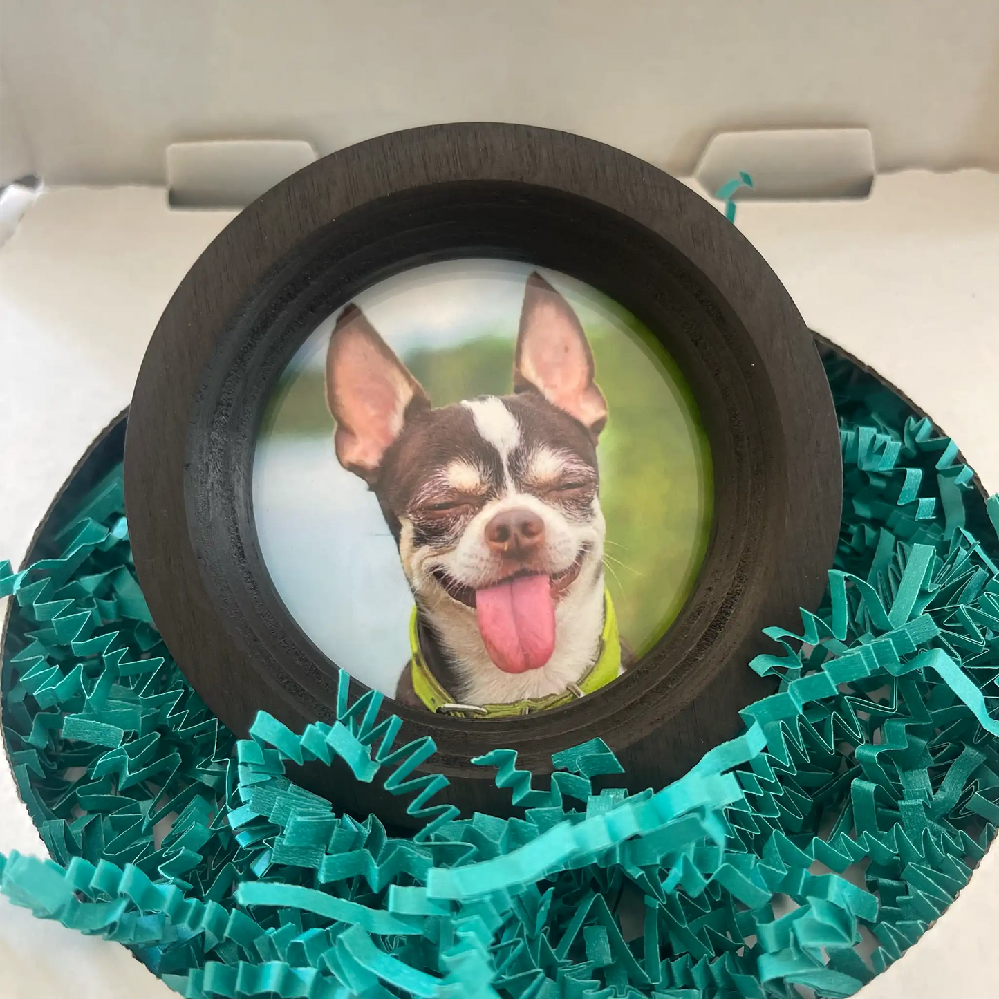 Small Dog Collar Picture Frame - "The Chihuahua"