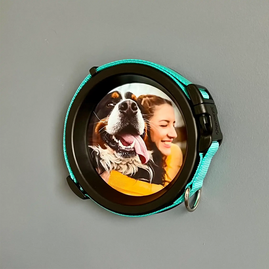 Medium Dog Collar Resin Picture Frame - "The Beagle"