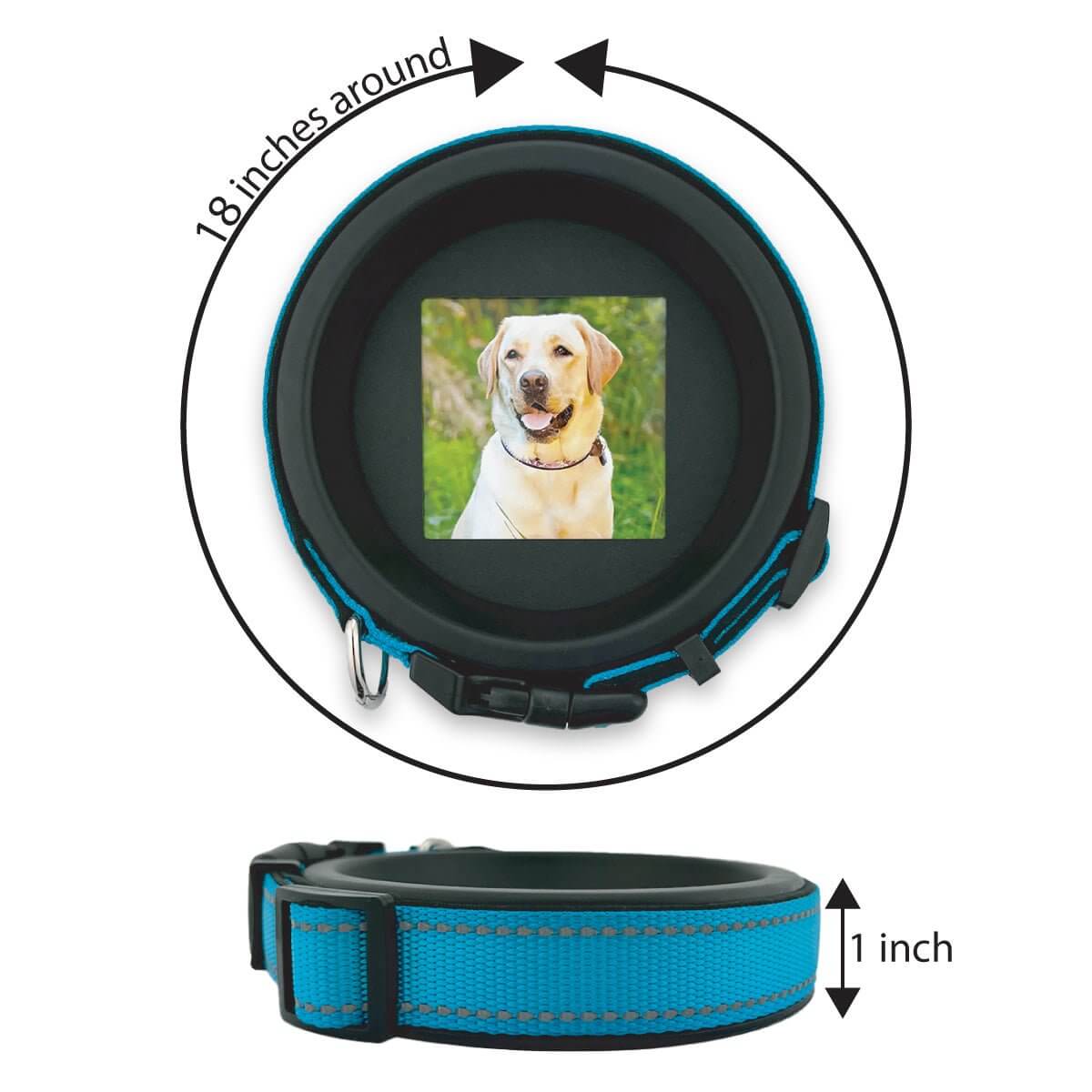 Large Dog Collar Picture Frame - "The Labrador" - Love, Baxter