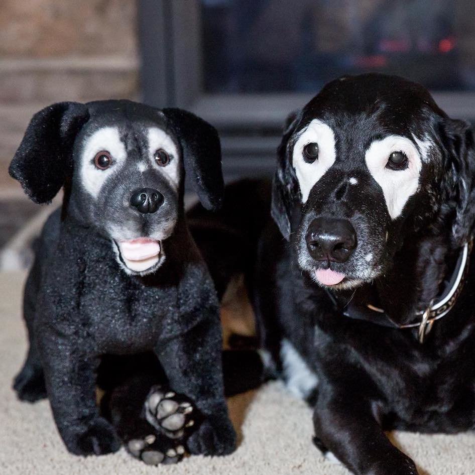 Petsies Forevers Comfort Stuffed Animal