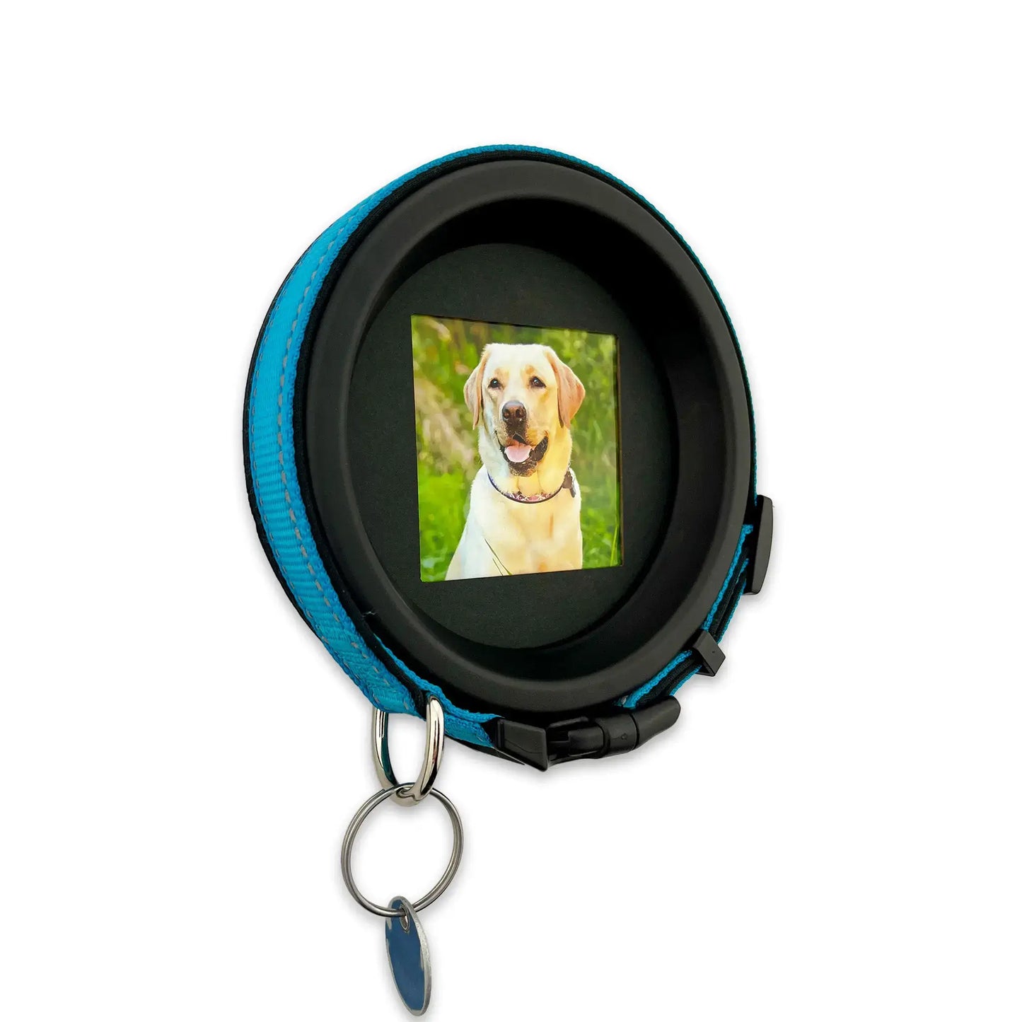 Large Dog Collar Picture Frame - "The Labrador"