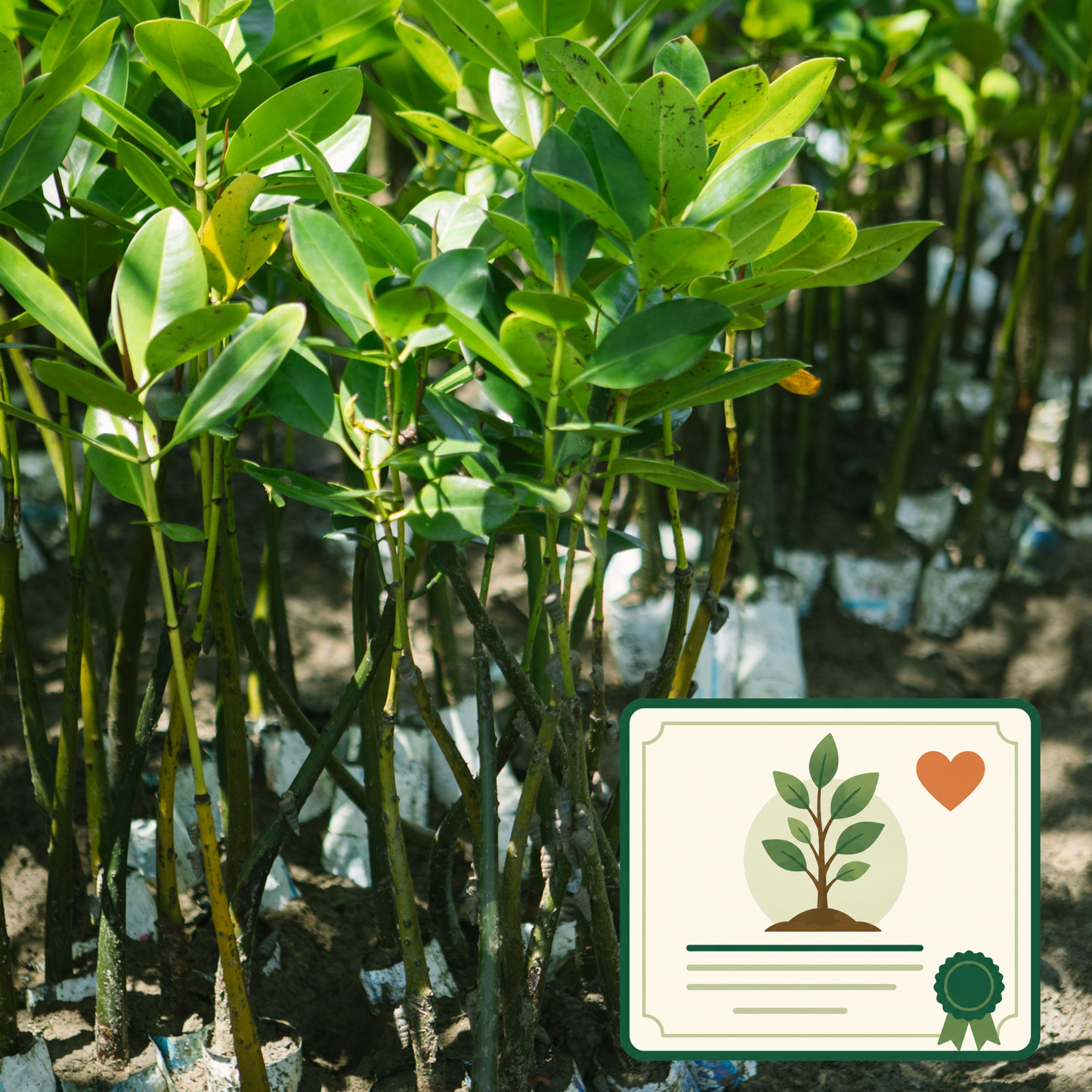 Pet Memorial Tree Planting