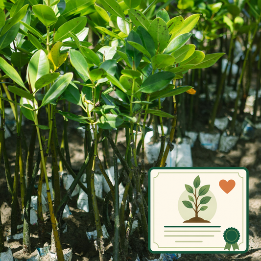 Pet Memorial Tree Planting