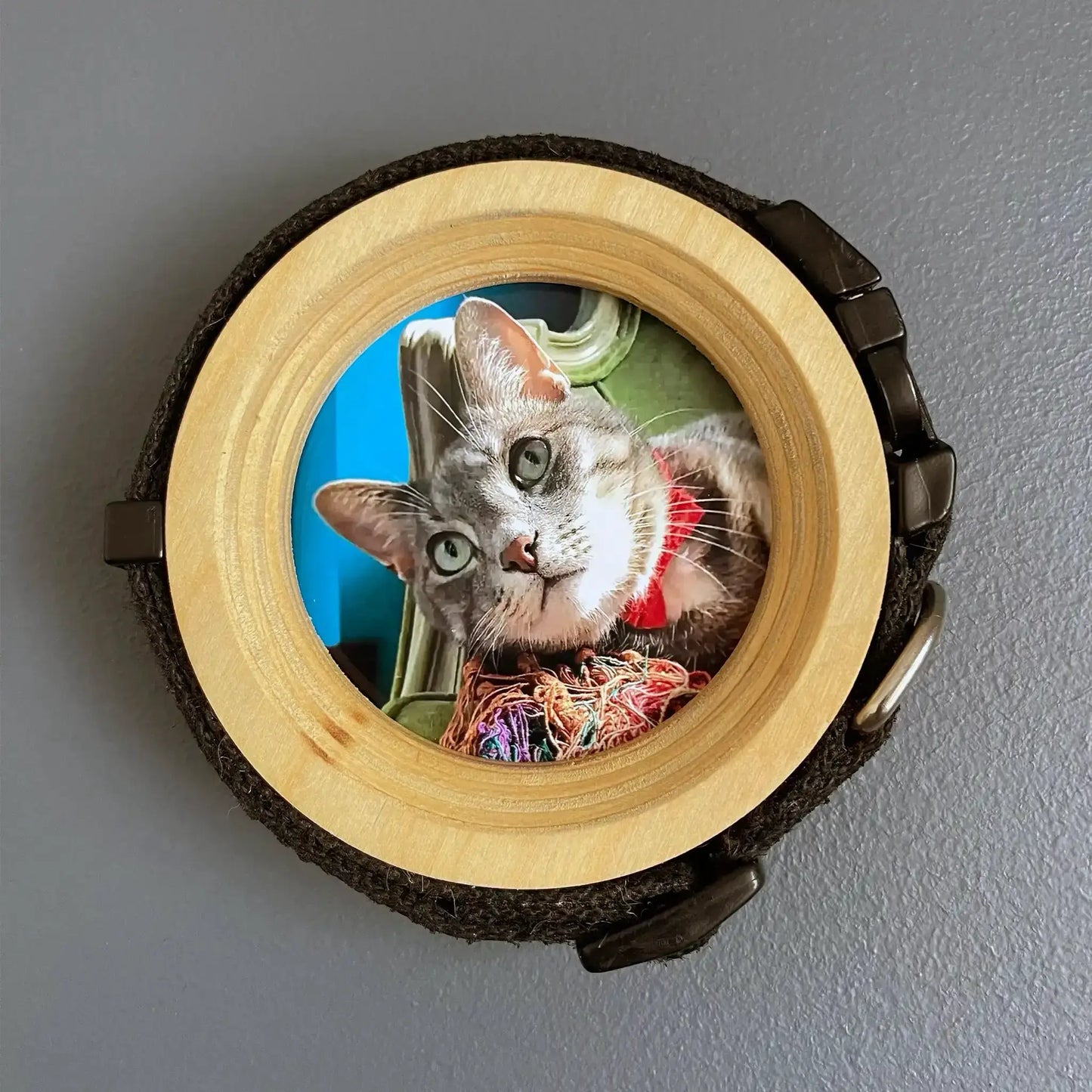Cat Collar Picture Frame - "The Garfield"