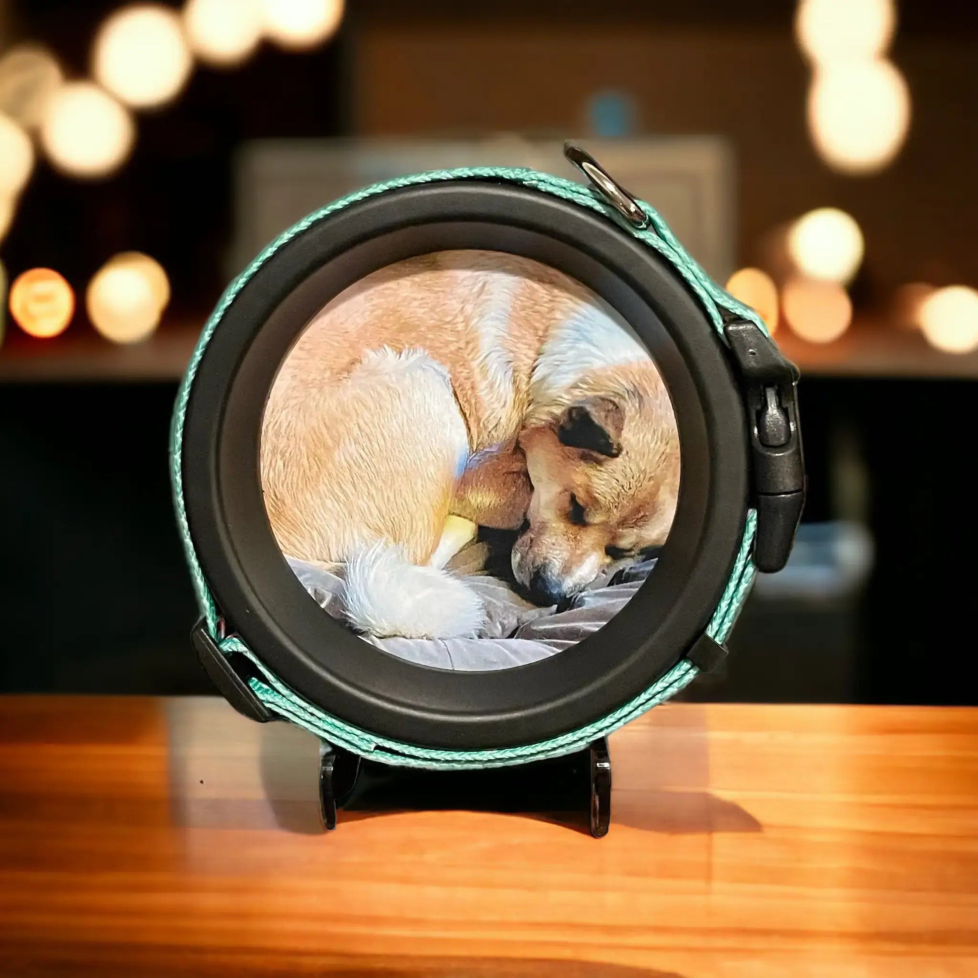 Medium Dog Collar Resin Picture Frame - "The Beagle" - Love, Baxter
