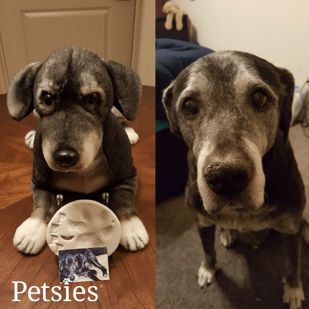 Memorial Petsies Forevers Stuffed Animal - Love, Baxter