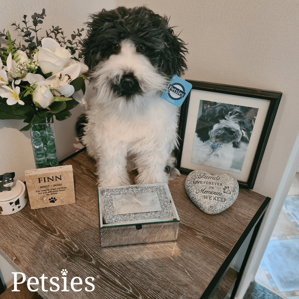 Memorial Petsies Forevers Stuffed Animal - Love, Baxter