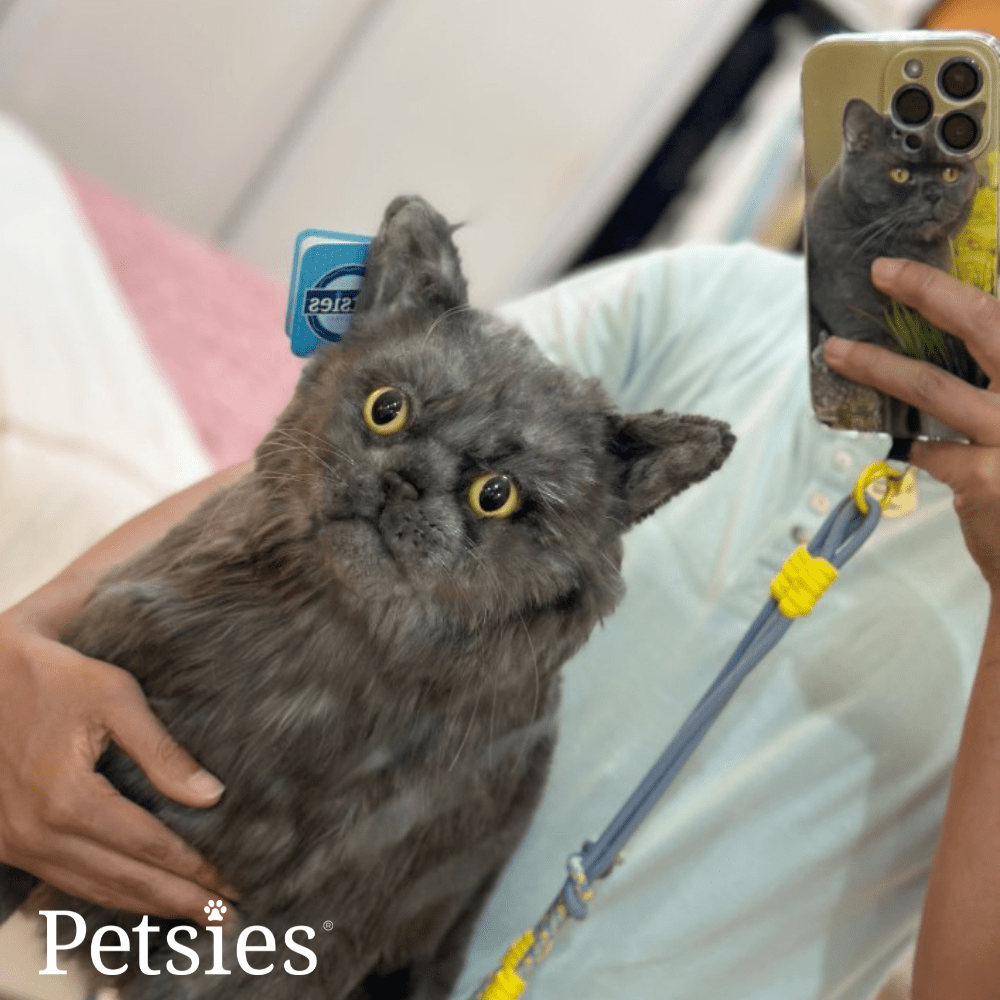 Petsies Forevers Comfort Stuffed Animal - Love, Baxter