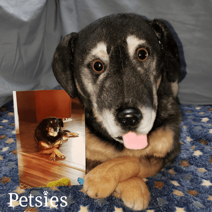 Petsies Forevers Comfort Stuffed Animal - Love, Baxter