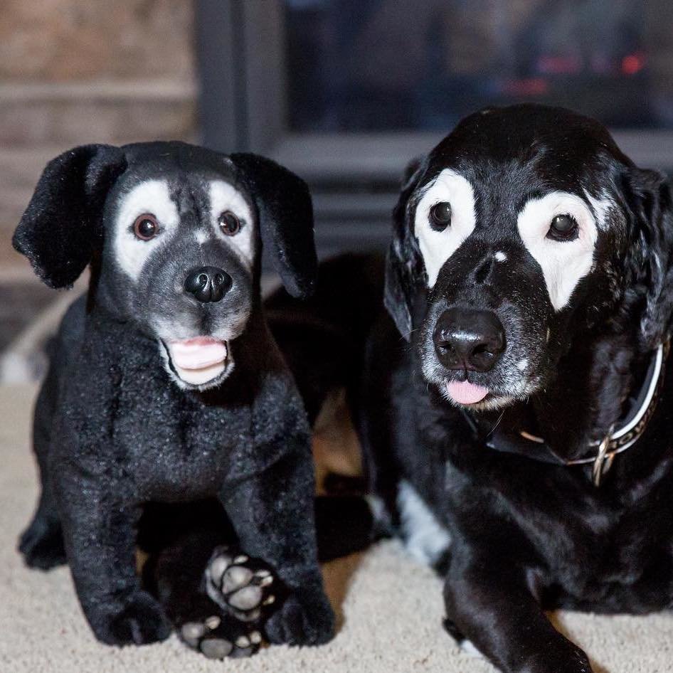 Petsies Forevers Comfort Stuffed Animal - Love, Baxter