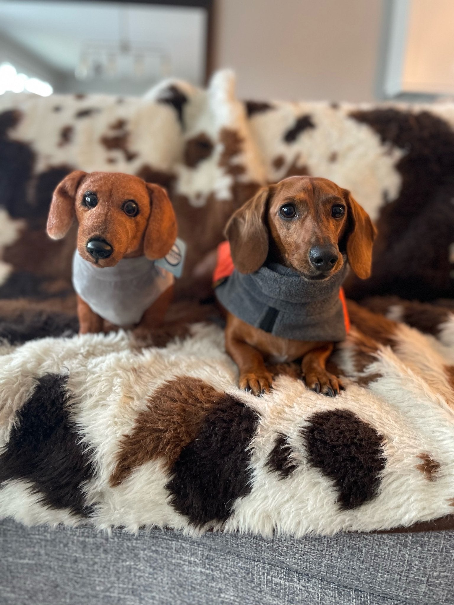 Petsies Forevers Original Stuffed Animal - Love, Baxter