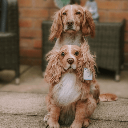 Petsies Forevers Original Stuffed Animal - Love, Baxter