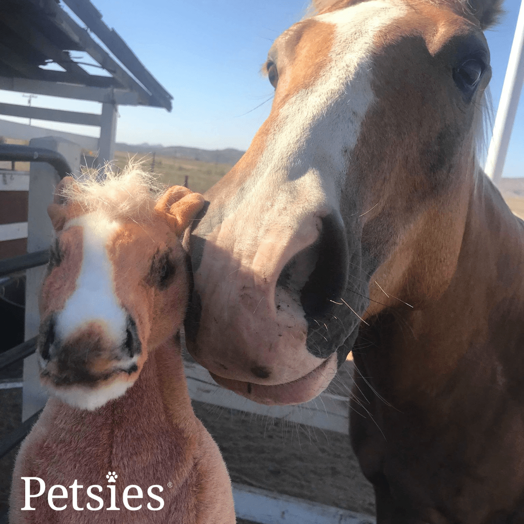 Petsies Forevers Original Stuffed Animal - Love, Baxter
