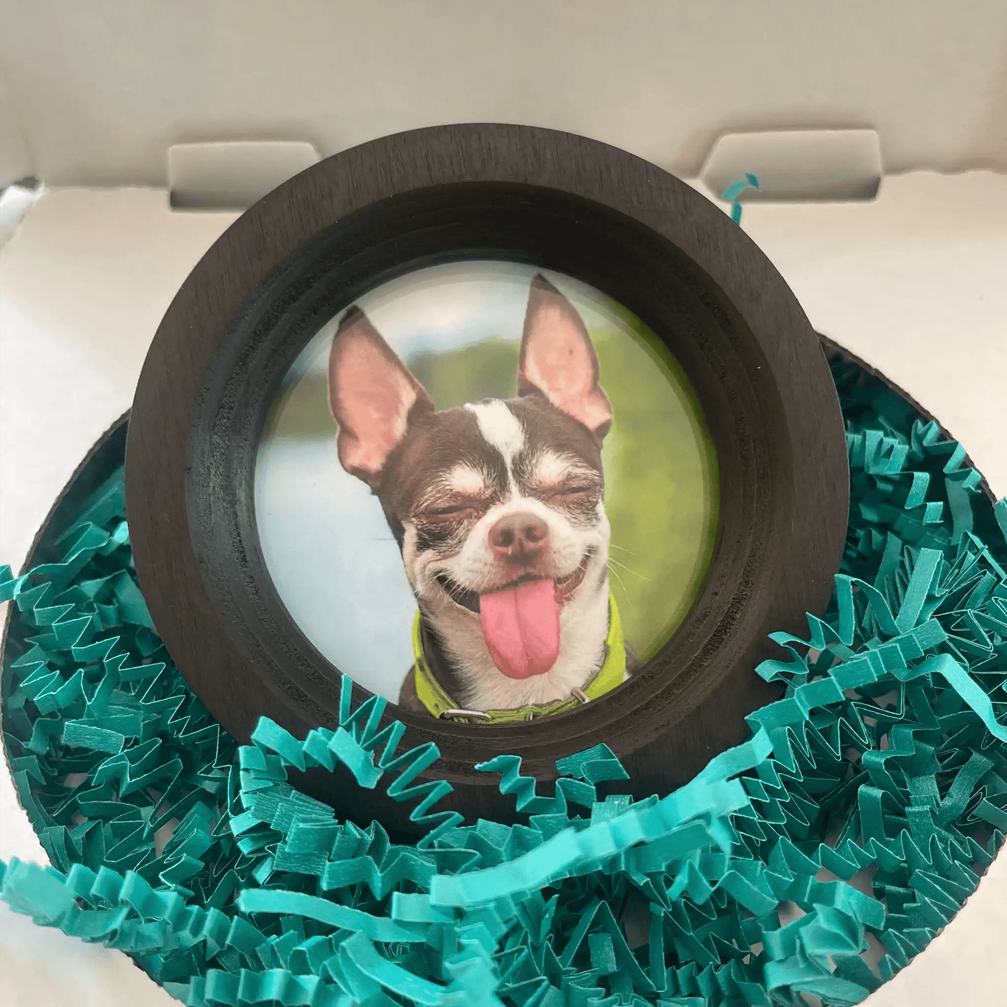 Small Dog Collar Picture Frame - "The Chihuahua" - Love, Baxter